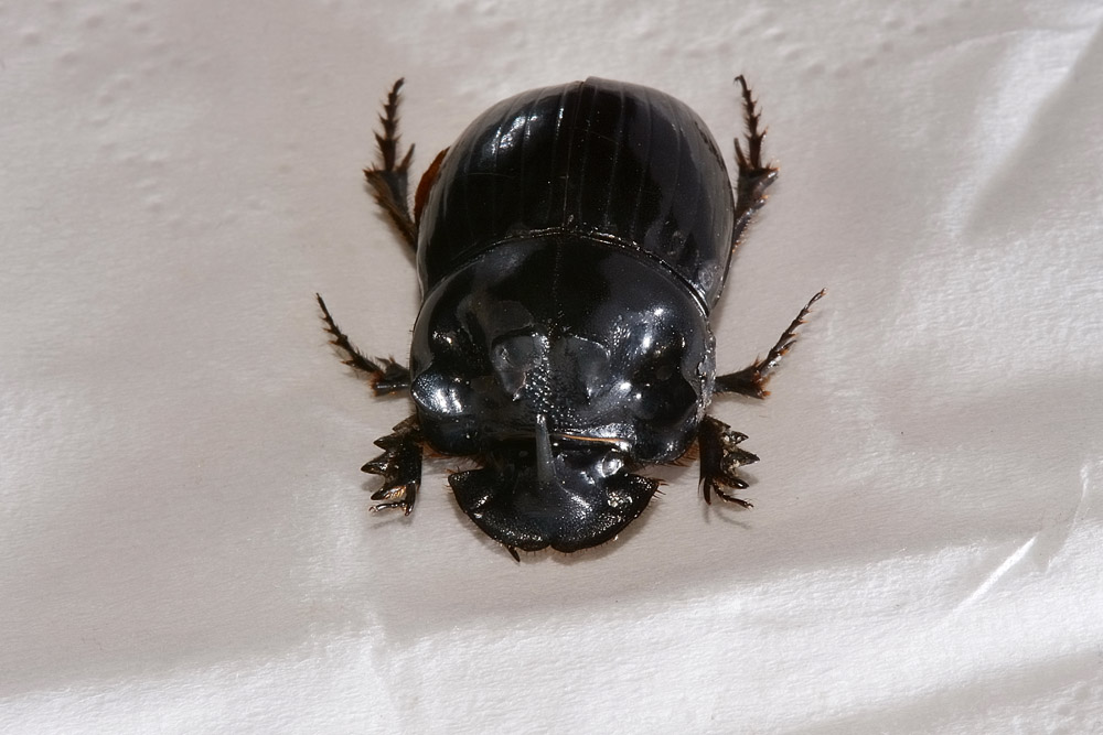 Copris lunaris, maschio (Scarabaeidae)